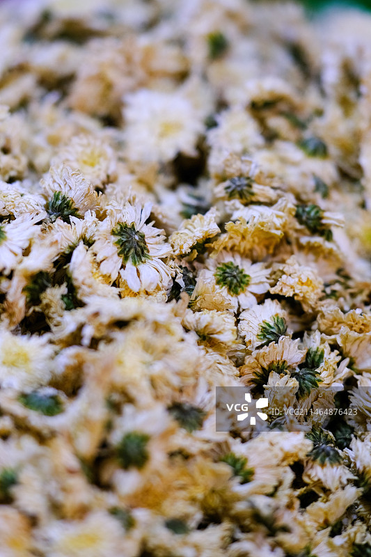 养生饮品菊花茶特写图片素材