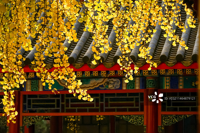 秋天故宫银杏与古建筑图片素材
