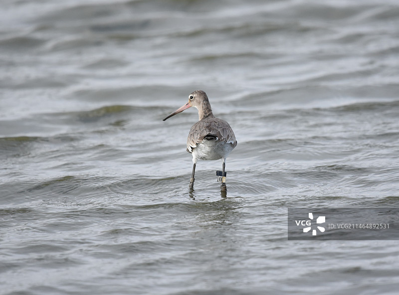 戴环志的黑尾塍鹬图片素材