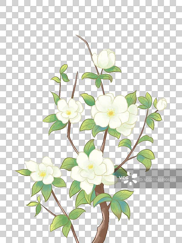 花卉插画栀子花图片素材