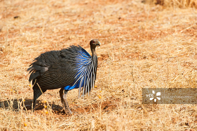 鹫珠鸡  盔珠鸡图片素材