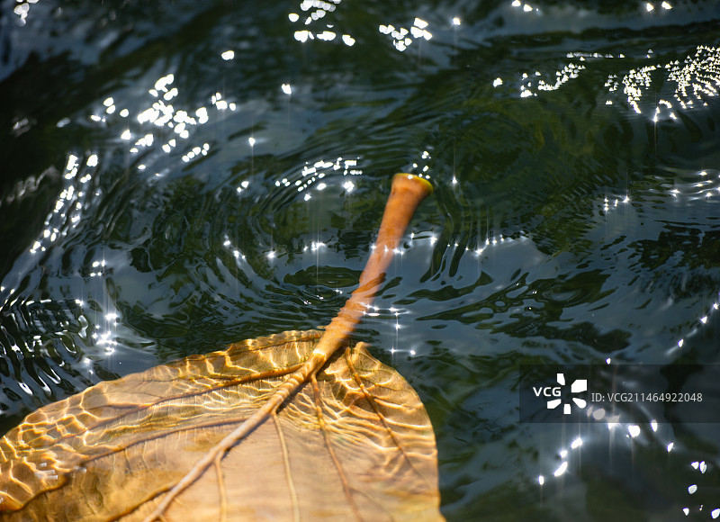 水中的落叶图片素材