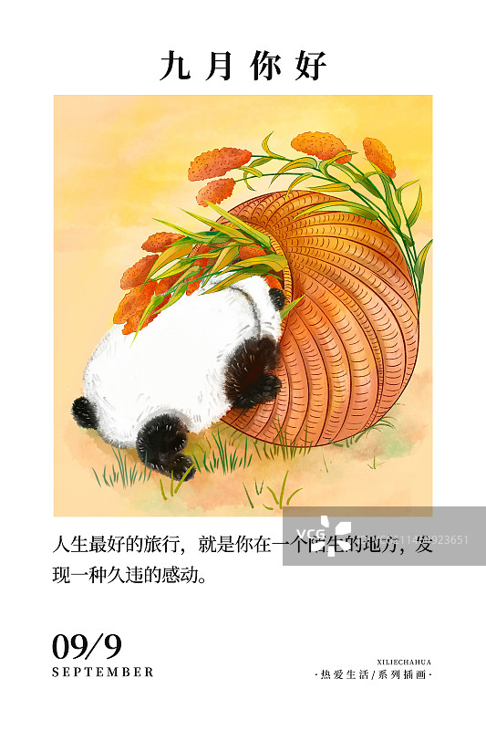 中国风成都熊猫系列台历海报模版 九月你好-一头钻进装满高粱的箩筐里的大熊猫图片素材
