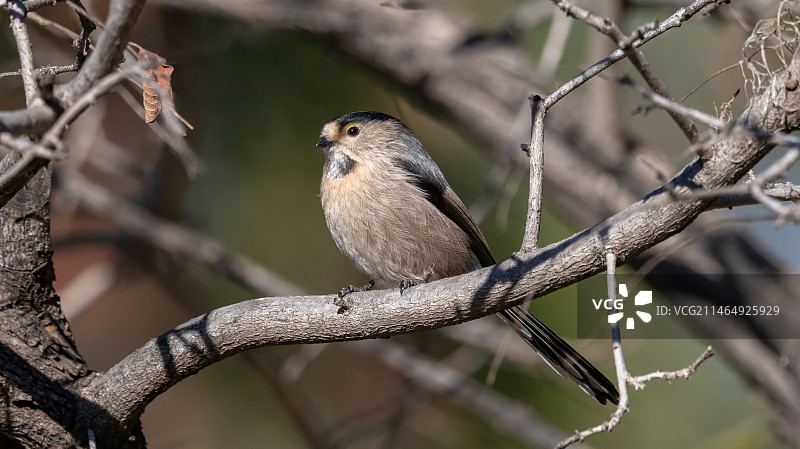 黄栌上的银喉长尾山雀图片素材