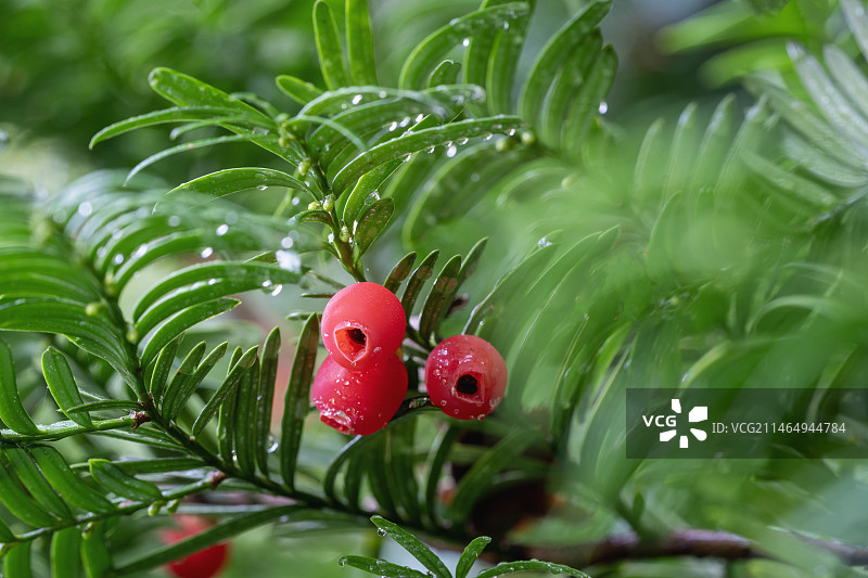 湖北恩施象征高雅爱情的红豆杉果初冬娇艳欲滴图片素材