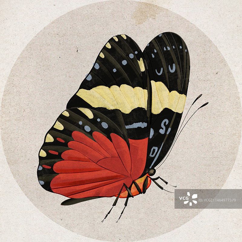 蝴蝶插画手绘图片素材