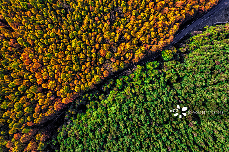 重庆山王坪平分秋色图片素材