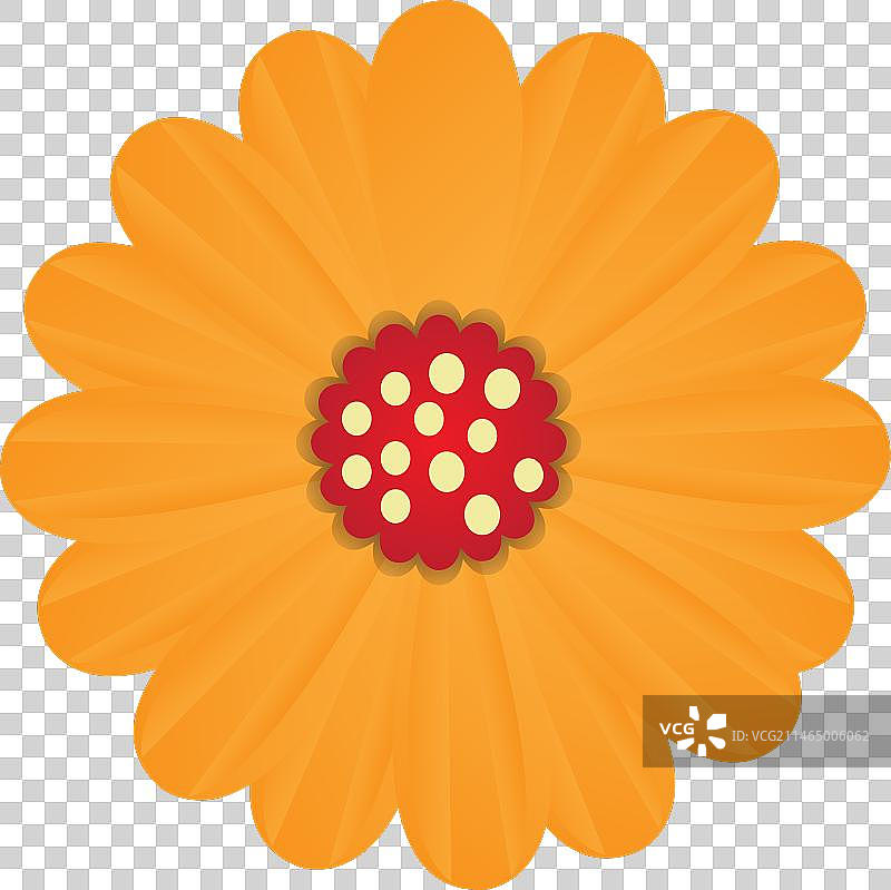 可爱的橘色重瓣花图片素材