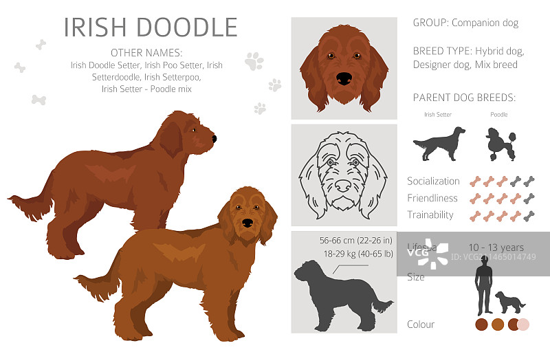 爱尔兰猎犬剪贴画图片素材