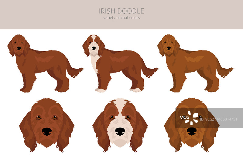 爱尔兰猎犬剪贴画图片素材