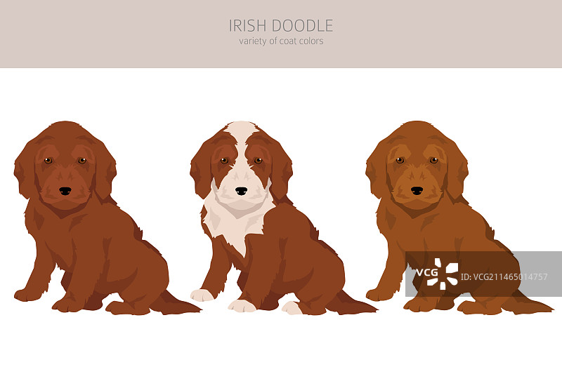 爱尔兰猎犬剪贴画图片素材