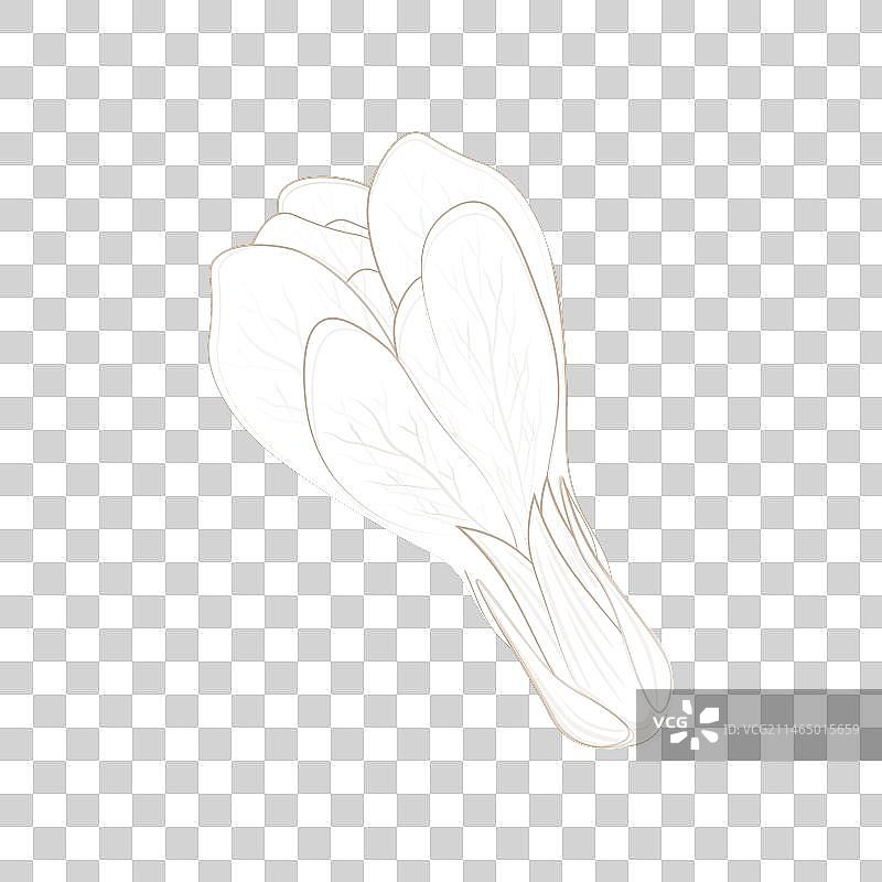 小白菜线条艺术图片素材