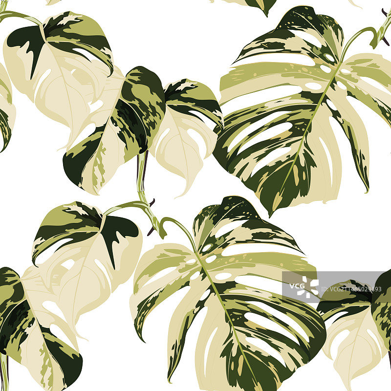 龟背竹叶无缝图案图片素材