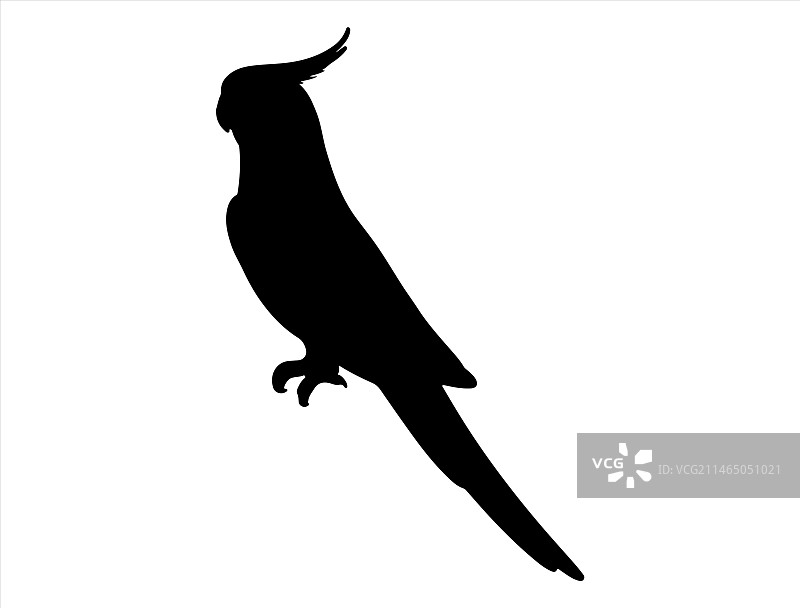 玄凤鹦鹉剪影艺术图片素材