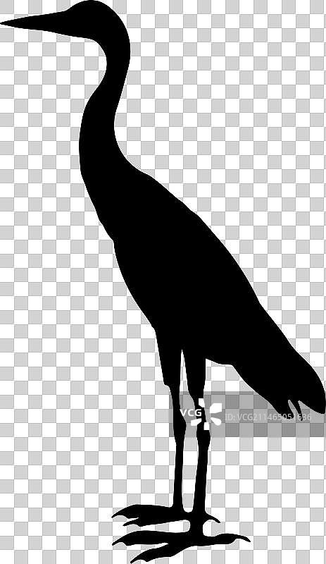 白鹭剪影艺术图片素材