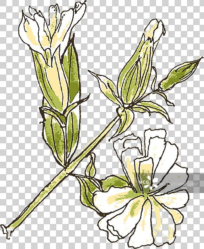 药用肥皂草花图片素材