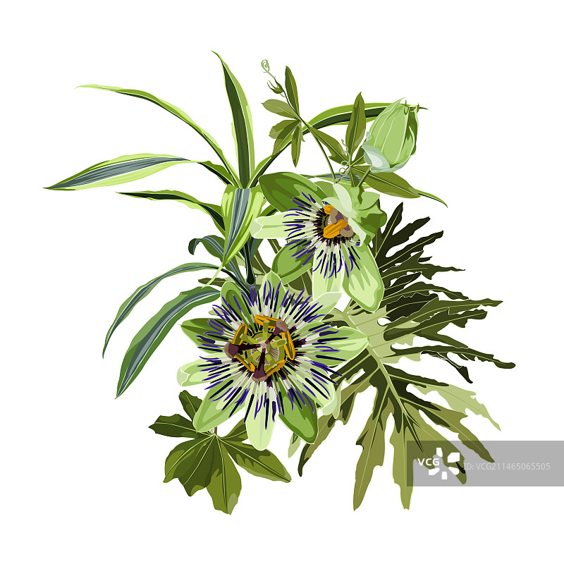 西番莲花叶花束图片素材