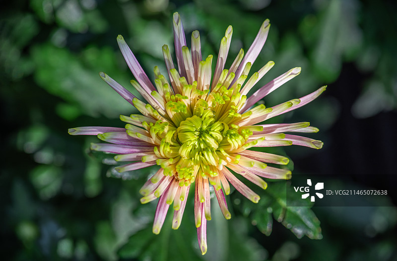 广州文化公园第64届羊城菊花展图片素材