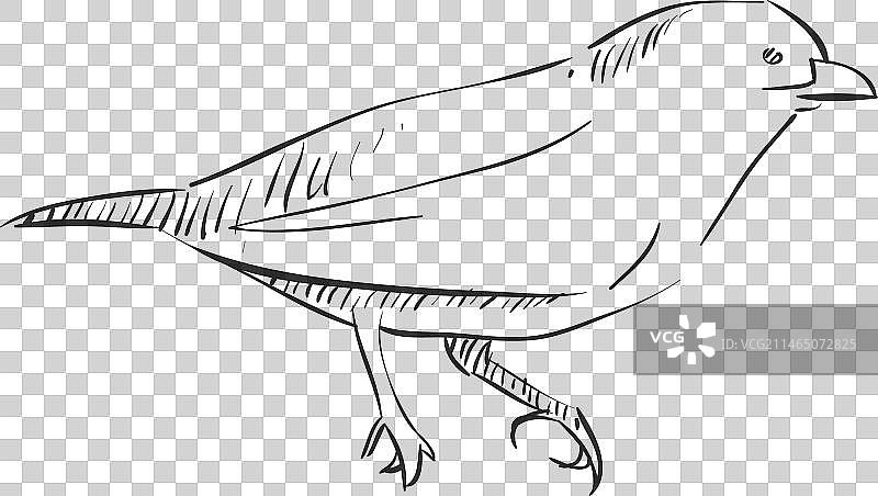 手绘画眉鸟图片素材