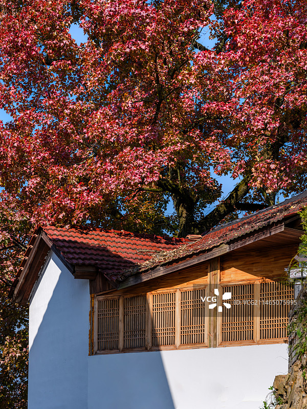 杭州临安红叶指南村秋色图片素材