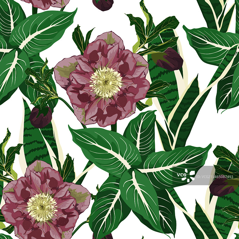 盛开的铁筷子花无缝图案图片素材