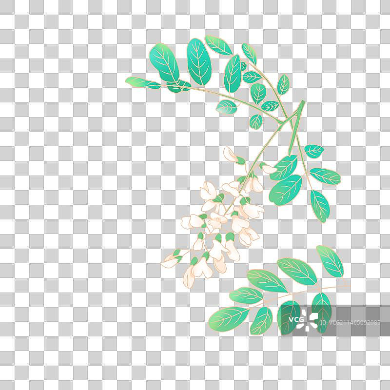 槐花植物插画素材图片素材