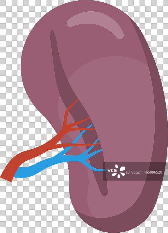 人类脾脏器官图标图片素材