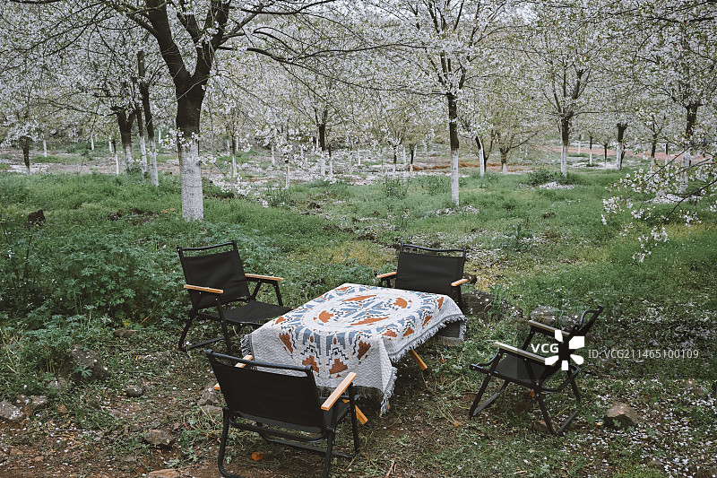 休闲樱花园图片素材