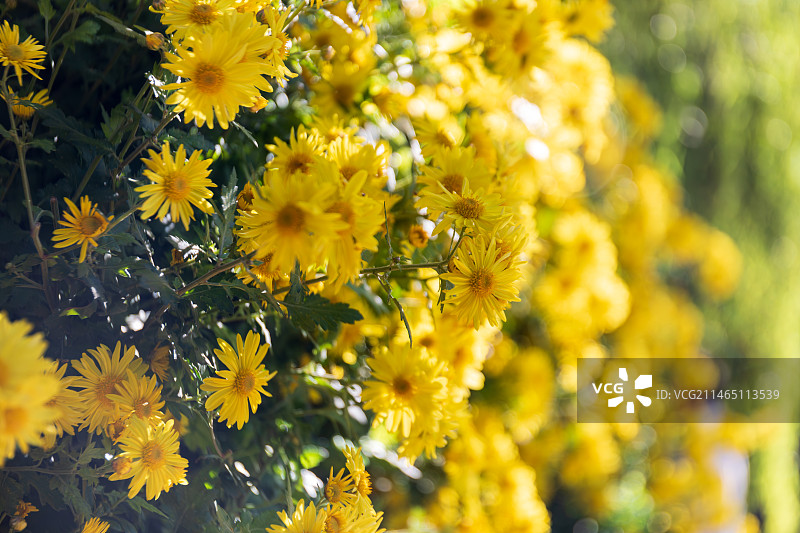 山东济南趵突泉菊花展黄色小雏菊图片素材