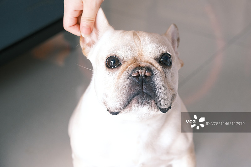 家里的狗的特写肖像图片素材