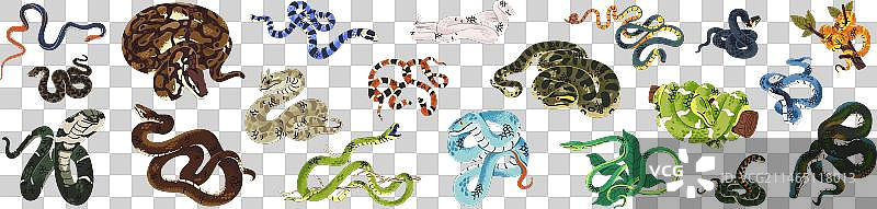 热带绿色灌木蝰蛇图片素材