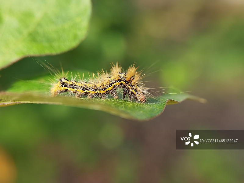 植物上的毛虫图片素材