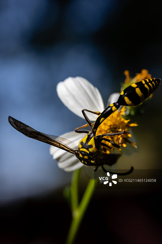 采蜜中的胡蜂（马蜂）图片素材