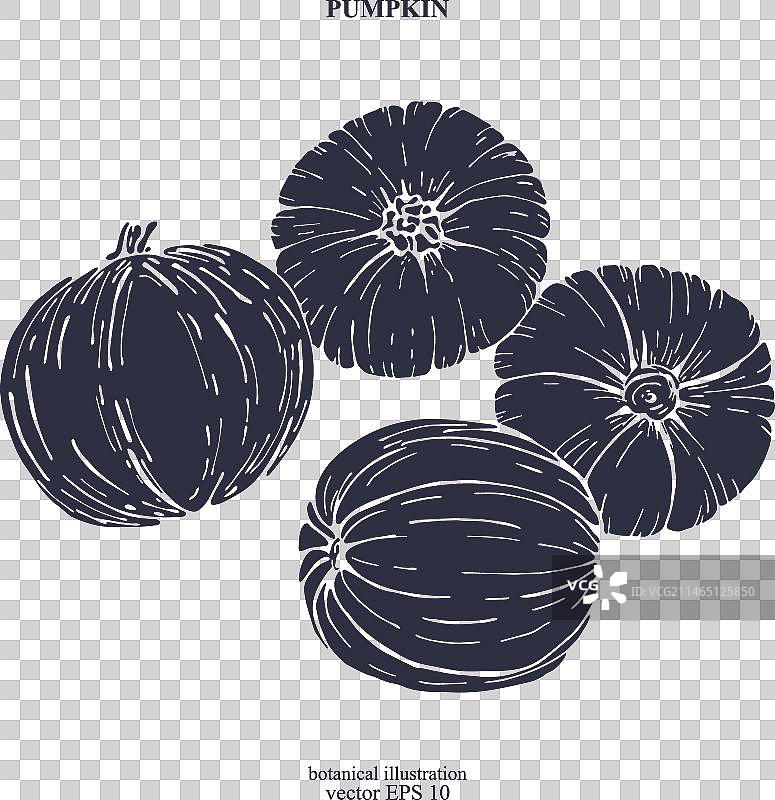 手绘南瓜图片素材