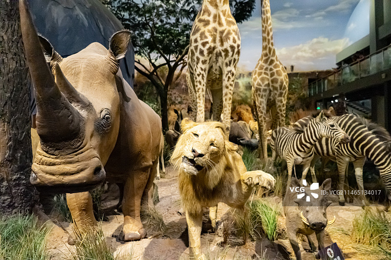 中国野生动物模型拍摄主题，山东济南市博物馆，非洲草原上的长颈鹿河马羚羊犀牛斑马，室内无人图像摄影图片素材