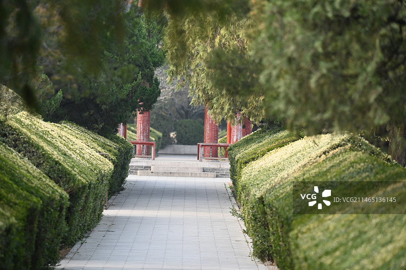 公园里的树木和植物图片素材