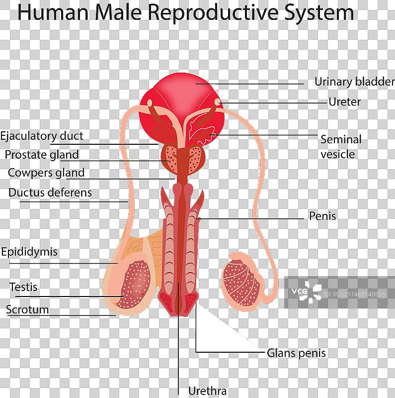 男性生殖系统图片素材