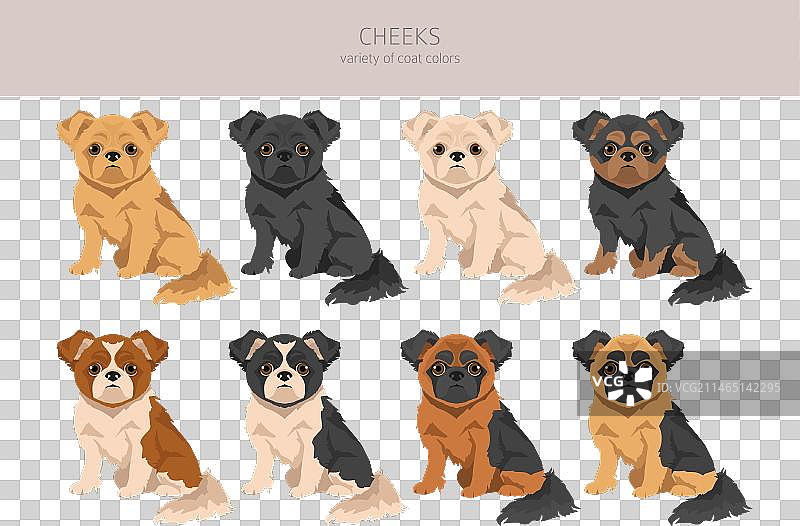 吉娃娃京巴混血图片素材