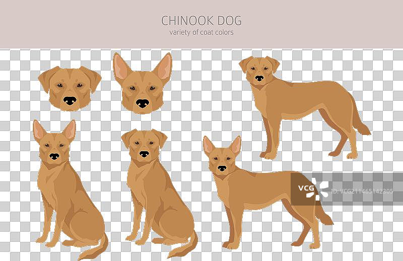 奇努克犬不同姿势毛色剪贴画图片素材