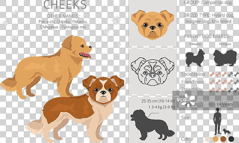 吉娃娃京巴混血图片素材