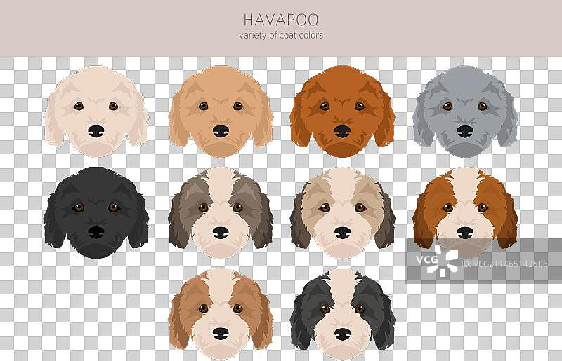 哈瓦普犬剪贴画：哈瓦那犬和贵宾犬的混种图片素材