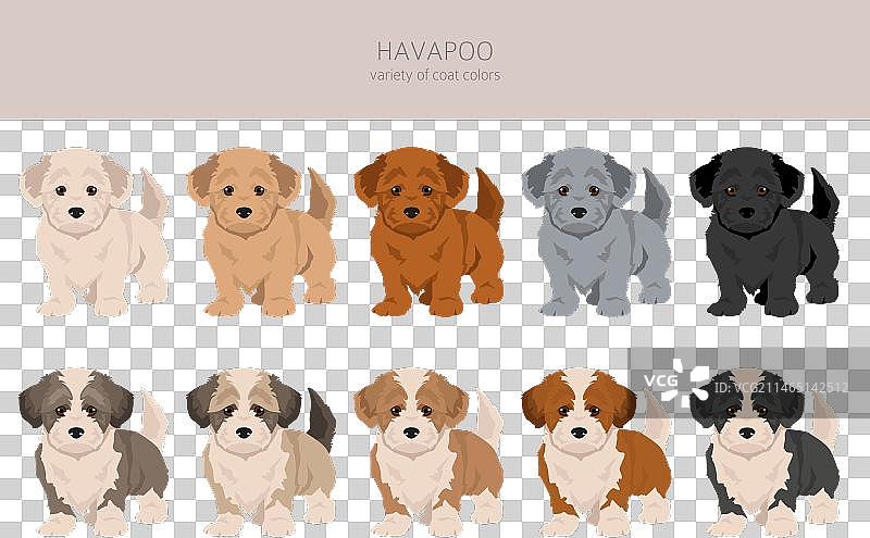 哈瓦普犬剪贴画：哈瓦那犬和贵宾犬的混种图片素材