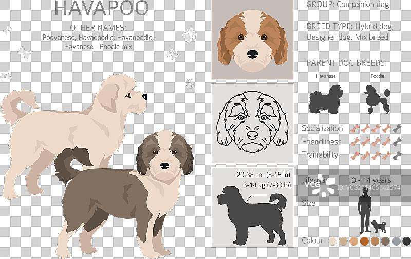 哈瓦普犬剪贴画：哈瓦那犬和贵宾犬的混种图片素材