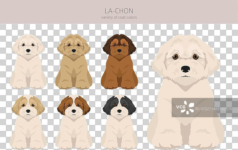 拉萨犬比熊混血剪贴画图片素材