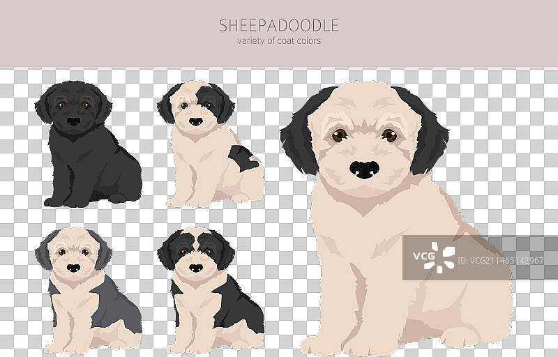 古代英国牧羊犬贵宾犬图片素材