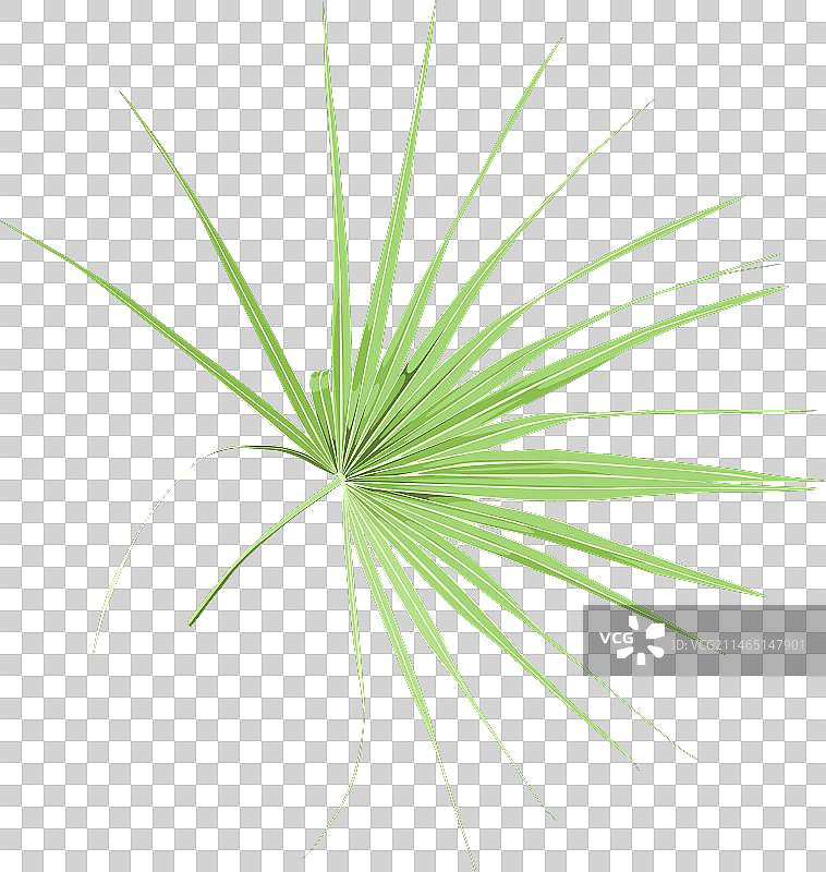 逼真的热带扇形棕榈叶图片素材