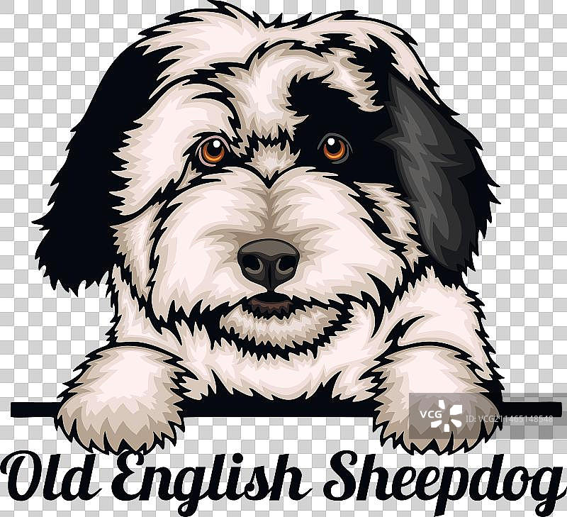 英国古代牧羊犬图片素材