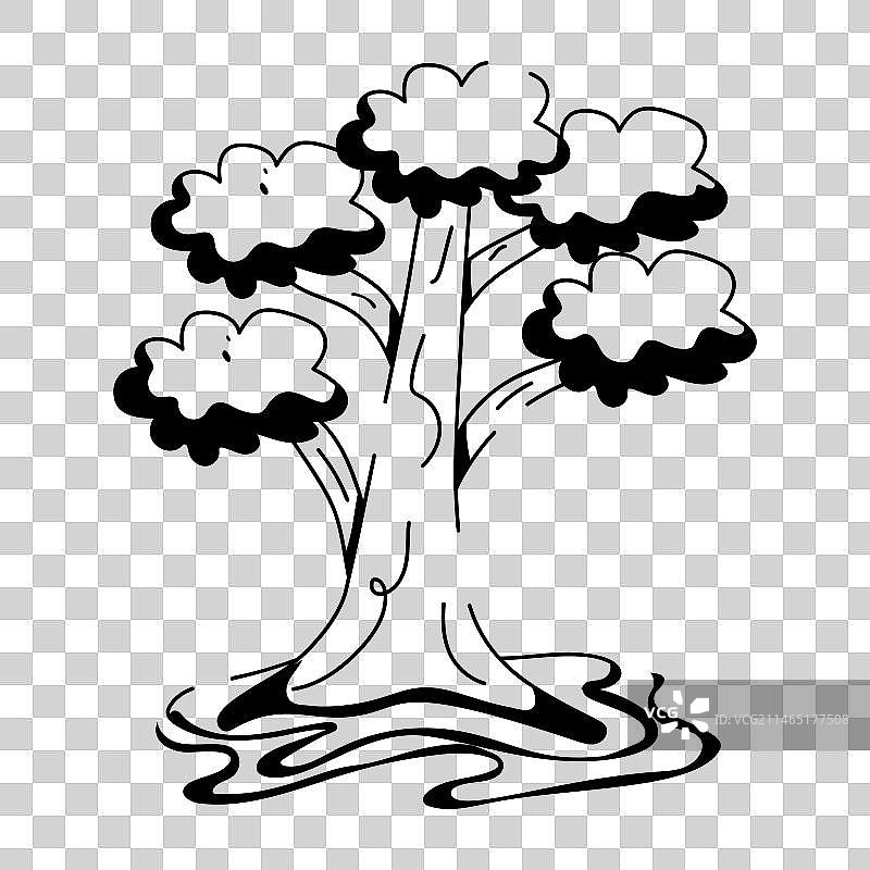 凤凰木图片素材