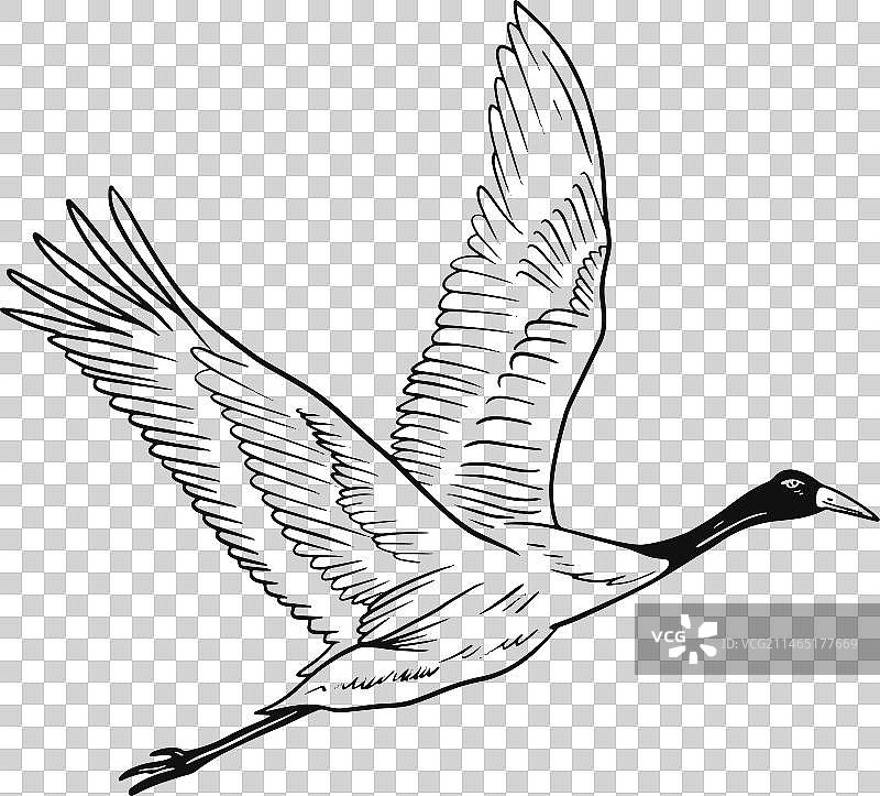 飞翔的苍鹭图片素材