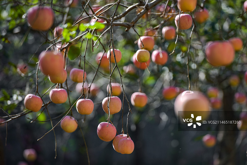 【硕果满枝头】图片素材